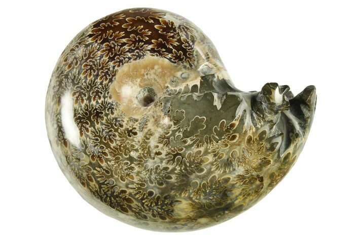 Polished Ammonite (Phylloceras) Fossil - Madagascar #288072